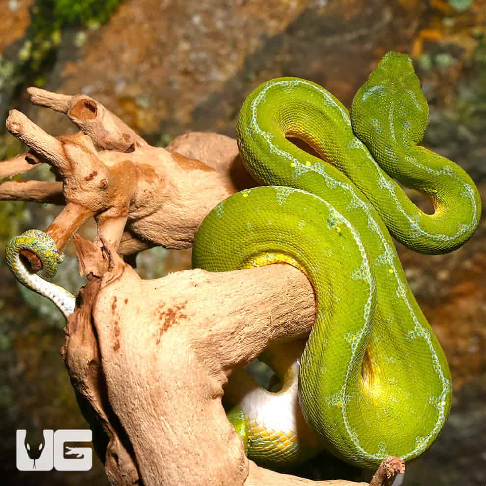 Baby Jayapura Green Tree Python For Sale - Underground Reptiles