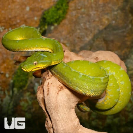 Baby Jayapura Green Tree Pythons (Morelia viridis) For Sale - Underground Reptiles