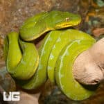 Baby Jayapura Green Tree Pythons (Morelia viridis) For Sale - Underground Reptiles