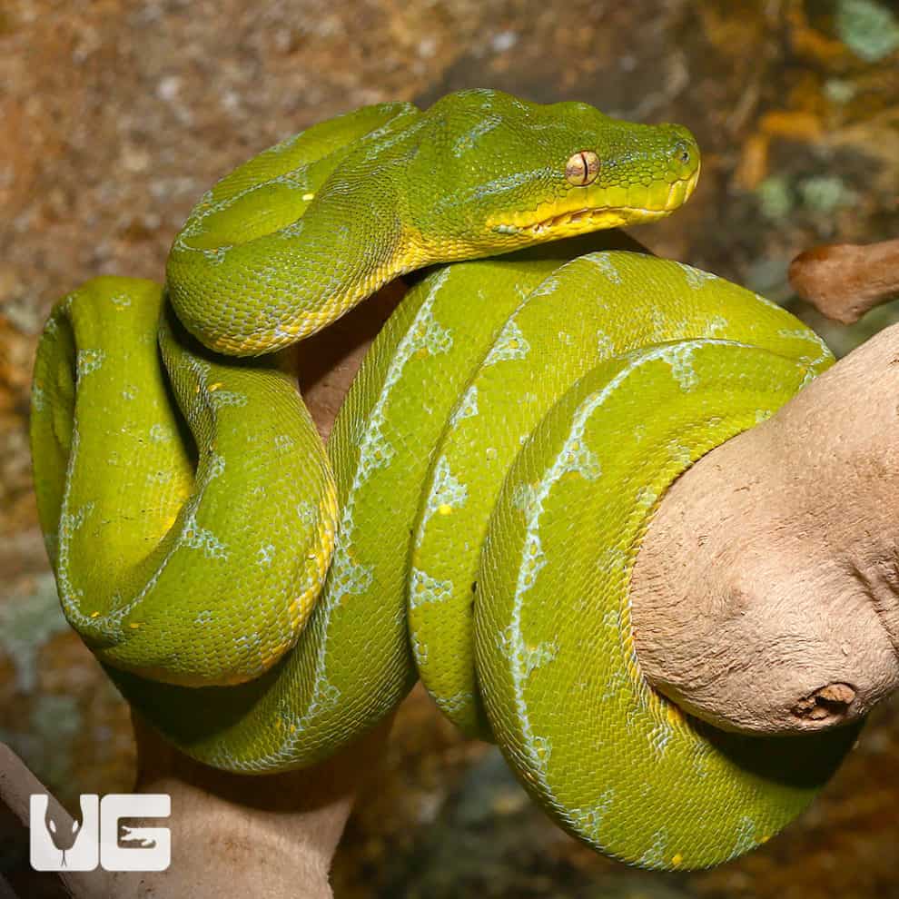 Baby Jayapura Green Tree Python For Sale - Underground Reptiles