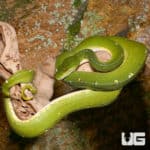 Male Jayapura Green Tree Pythons (Morelia viridis) For Sale - Underground Reptiles