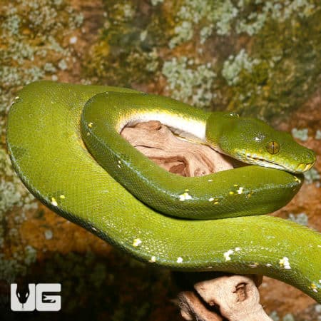Male Jayapura Green Tree Pythons (Morelia viridis) For Sale - Underground Reptiles