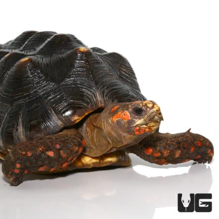 Redfoot Tortoise For Sale - Underground Reptiles