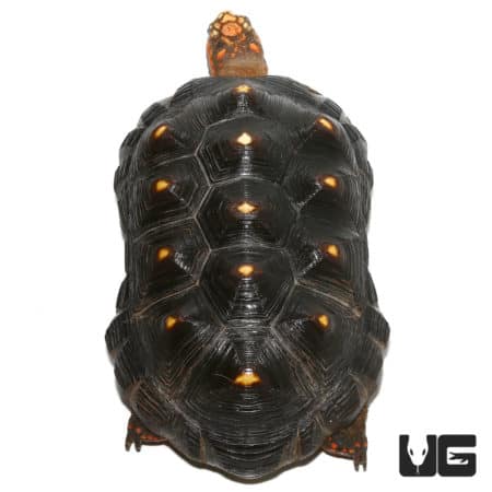 Juvenile Redfoot Tortoises (Chelonoidis carbonaria) For Sale - Underground Reptiles