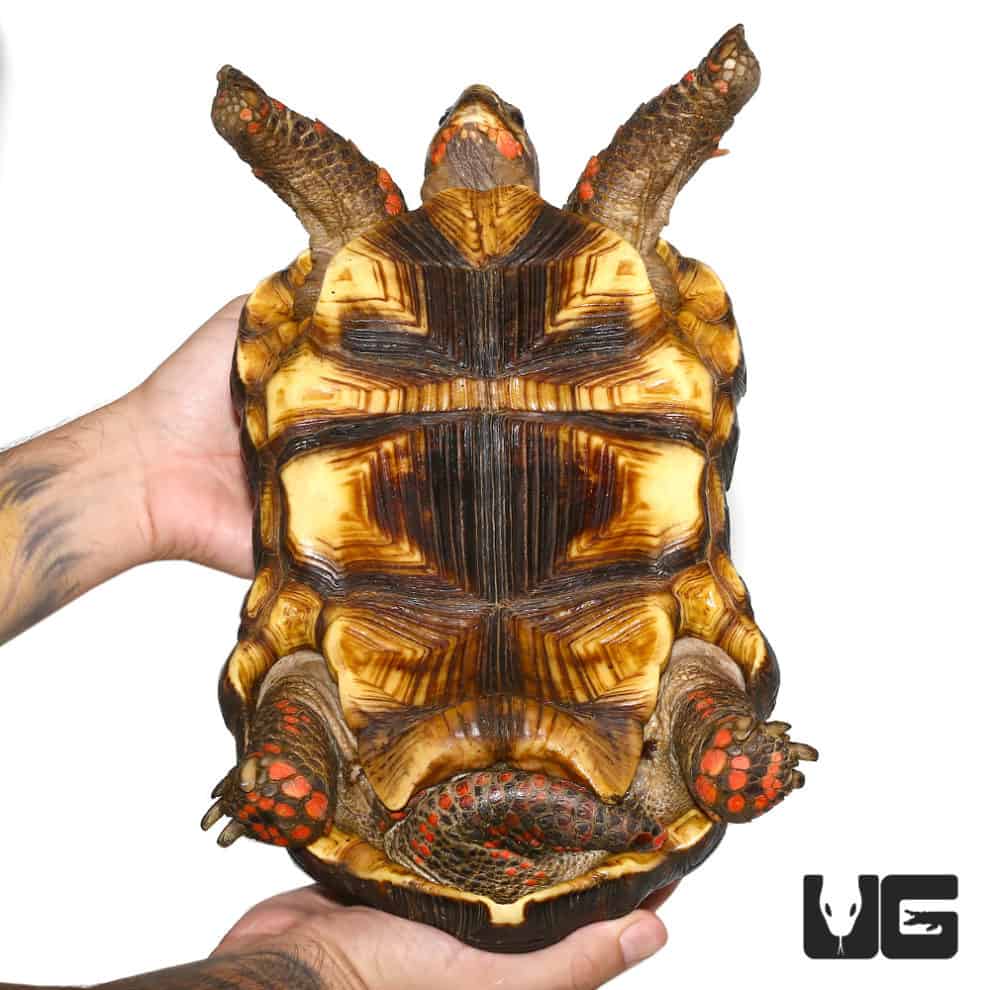 Redfoot Tortoise For Sale - Underground Reptiles