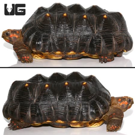 Redfoot Tortoise For Sale - Underground Reptiles