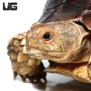 Yearling Sulcata Tortoises For Sale - Underground Reptiles