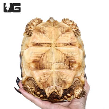 Close-up of a juvenile Sulcata tortoise held in a person's hand, showcasing its textured shell and s.