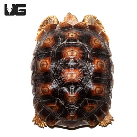 Juvenile Sulcata Tortoises (Centrochelys sulcata) For Sale - Underground Reptiles