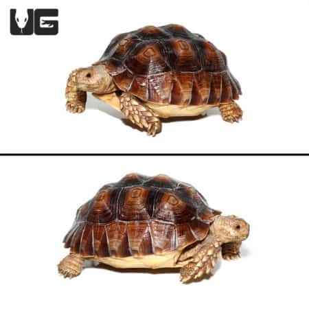 Juvenile Sulcata Tortoises (Centrochelys sulcata) For Sale - Underground Reptiles