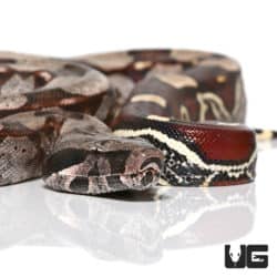 Ladder Tail Guyana Redtail (Boa c. constrictor) For Sale - Underground Reptiles