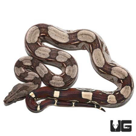 Ladder Tail Guyana Redtail (Boa c. constrictor) For Sale - Underground Reptiles