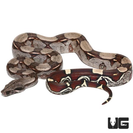 Guyana Redtail Boa For Sale - Underground Reptiles