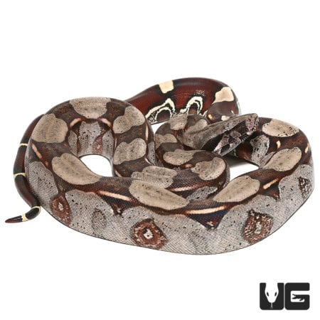Ladder Tail Guyana Redtail (Boa c. constrictor) For Sale - Underground Reptiles