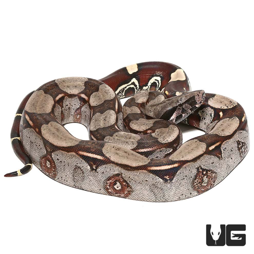 Guyana Redtail Boa For Sale - Underground Reptiles