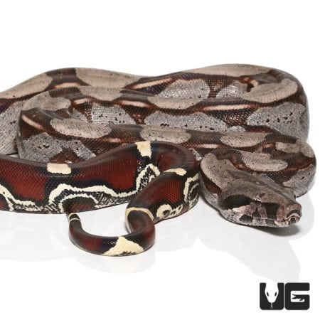 Ladder Tail Guyana Redtail (Boa c. constrictor) For Sale - Underground Reptiles