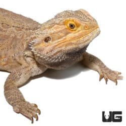 Adult Male Leatherback Red Phase Bearded Dragon (Pogona vitticeps) For Sale - Underground Reptiles