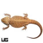 Adult Male Leatherback Red Phase Bearded Dragon (Pogona vitticeps) For Sale - Underground Reptiles