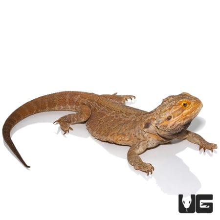 Adult Male Leatherback Red Phase Bearded Dragon (Pogona vitticeps) For Sale - Underground Reptiles