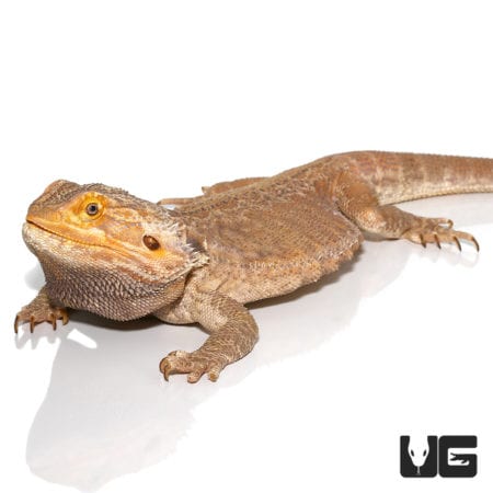 Adult Male Leatherback Red Phase Bearded Dragon (Pogona vitticeps) For Sale - Underground Reptiles