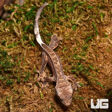 Baby Light Colored Reverse Phantom Pinstripe Crested Geckos (Correlophus ciliatus) For Sale - Underground Reptiles