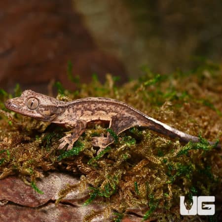 Baby Light Colored Reverse Phantom Pinstripe Crested Geckos (Correlophus ciliatus) For Sale - Underground Reptiles