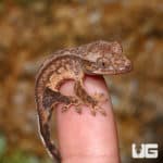 Baby Light Colored Reverse Phantom Pinstripe Crested Geckos (Correlophus ciliatus) For Sale - Underground Reptiles