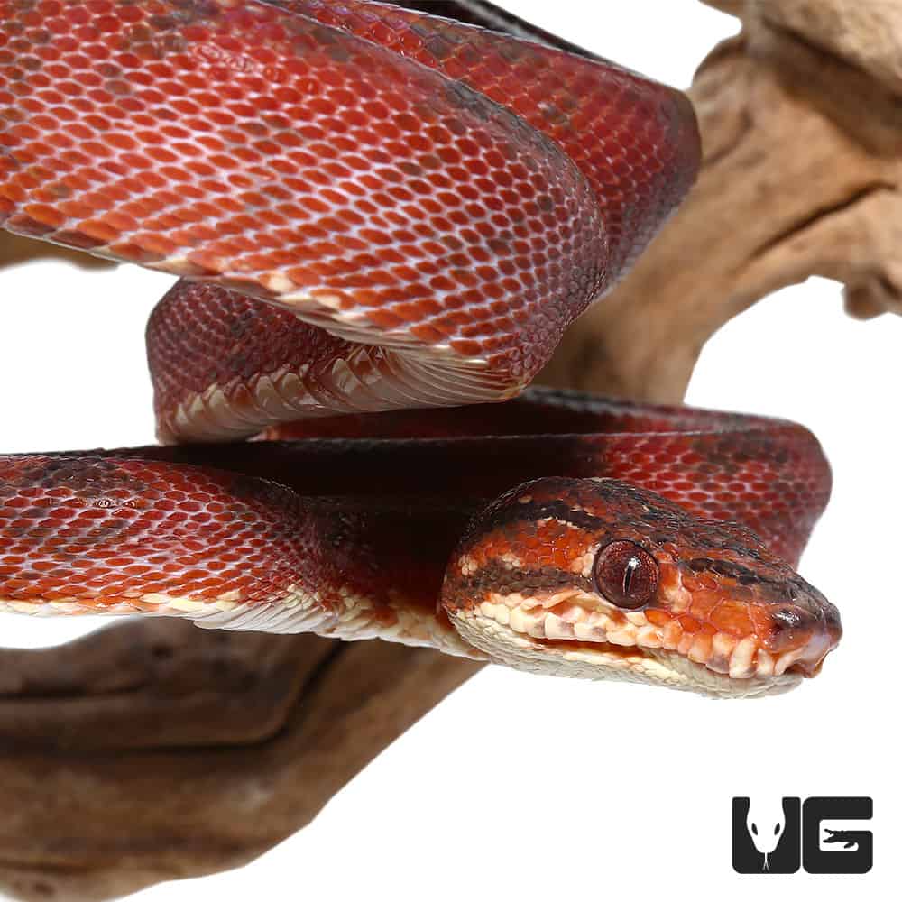 Blood Red Amazon Tree Boas (Corallus hortulanus) For Sale Underground