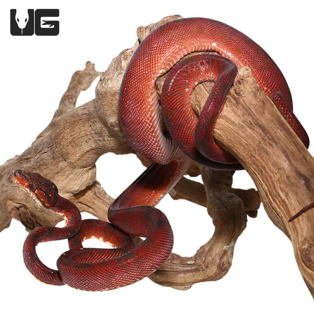 Blood Red Amazon Tree Boas (Corallus hortulanus) For Sale Underground