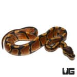 Baby Mistery Dinker Ball Pythons (Python regius) For Sale - Underground Reptiles
