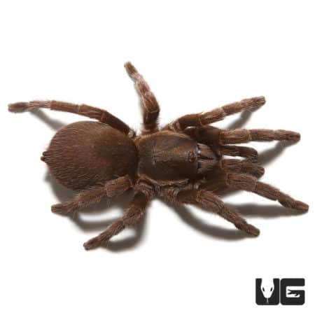 Thailand Dwarf Earth Tiger Tarantula (Phlogiellus moniqueverdezae) For Sale - Underground Reptiles