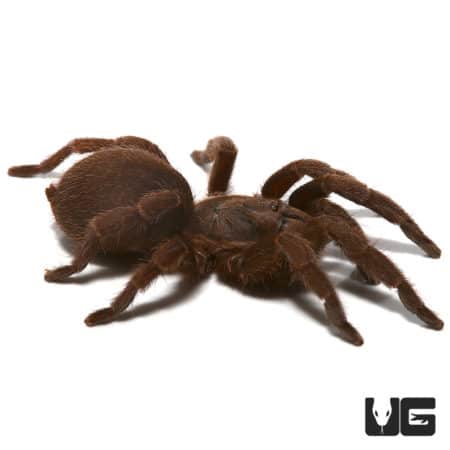 Thailand Dwarf Earth Tiger Tarantula (Phlogiellus moniqueverdezae) For Sale - Underground Reptiles