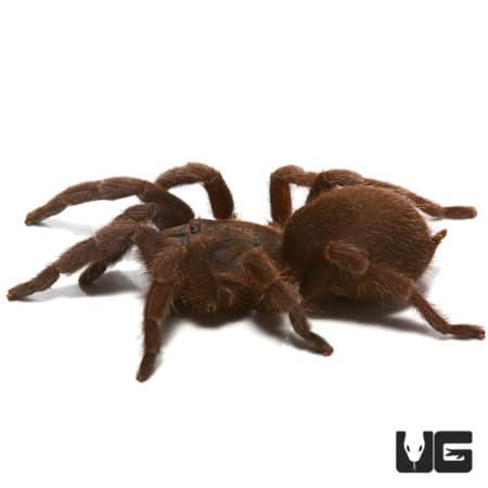 Small Thailand Dwarf Earth Tiger Tarantula, 2-3 inches, in natural habitat.