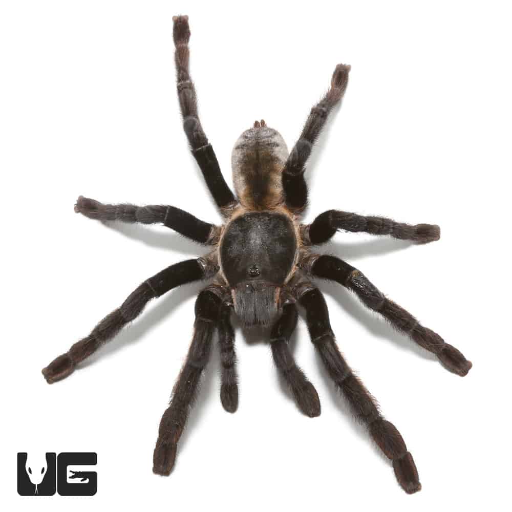 Thailand Golden Fringe Tarantula (ornithoctonus aureotbialis) For Sale ...