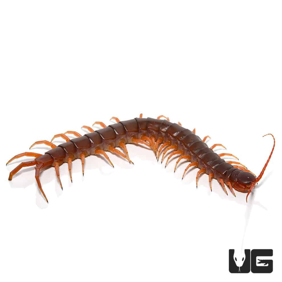 Peruvian Giant Centipede For Sale Underground Reptiles