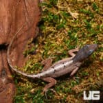 Scaleless Head Anole (Anolis sagrei) For Sale - Underground Reptiles