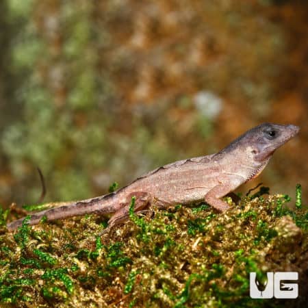 Scaleless Head Anole (Anolis sagrei) For Sale - Underground Reptiles
