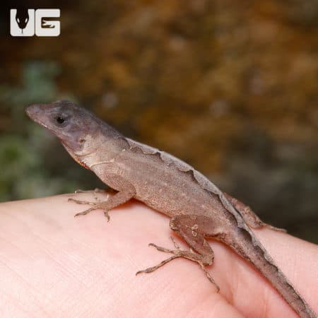 Scaleless Head Anole on a person's hand, showcasing its unique appearance and smooth skin.