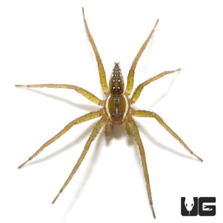 Six Spotted Fishing Spider crawling on a white background.