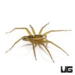 Six Spotted Fishing Spiders (Dolomedes triton) For Sale - Underground Reptiles