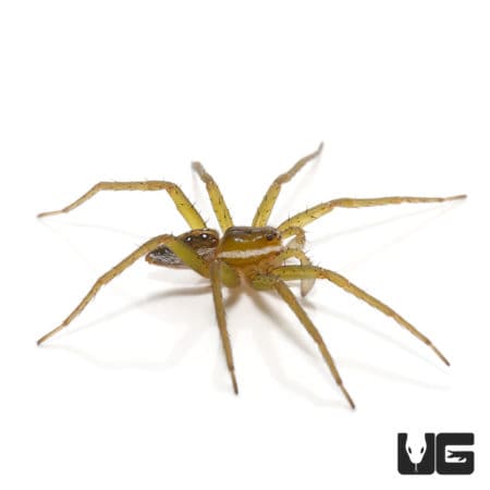 Six Spotted Fishing Spiders (Dolomedes triton) For Sale - Underground Reptiles