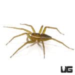 Six Spotted Fishing Spiders (Dolomedes triton) For Sale - Underground Reptiles