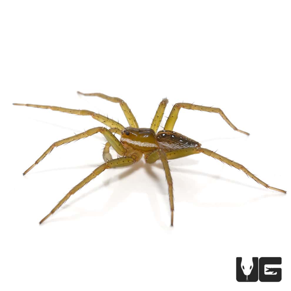 baby-six-spotted-fishing-spiders-for-sale-underground-reptiles
