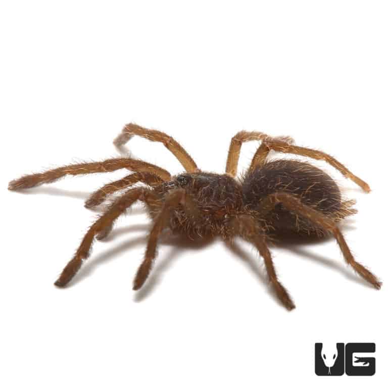 Asian Fawn Tarantula For Sale - Underground Reptiles