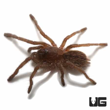 Bamboo Earth Tiger Tarantula (Taksinus bambus) For sale - Underground Reptiles