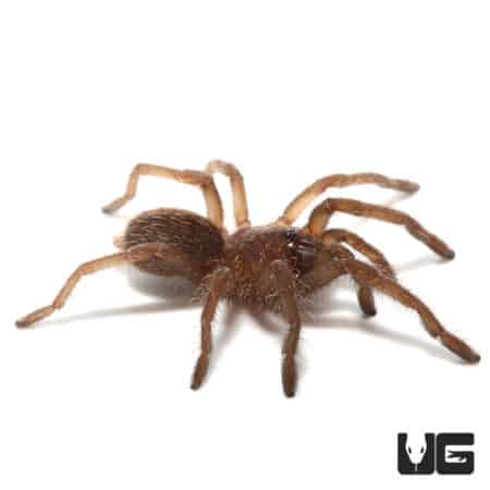 Bamboo Earth Tiger Tarantula (Taksinus bambus) For sale - Underground Reptiles