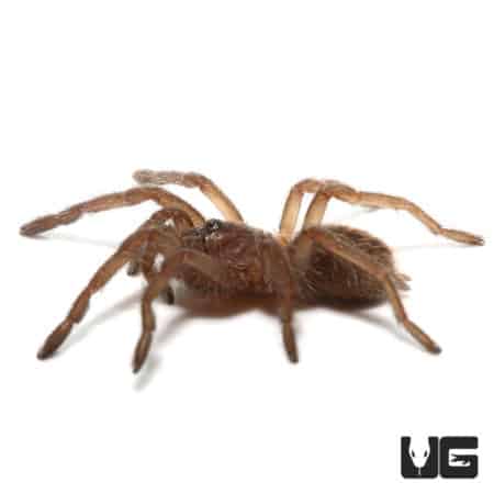 Bamboo Earth Tiger Tarantula (Taksinus bambus) For sale - Underground Reptiles