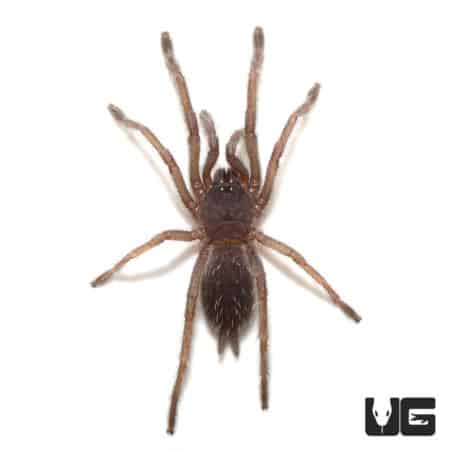 Close-up of a Black Velvet Tarantula, 0.25-0.75 inches, showing detailed features.