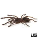 Black Velvet Tarantulas (Chilobrachys sp. black) For Sale - Underground Reptiles