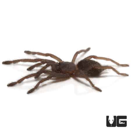 Black Velvet Tarantulas (Chilobrachys sp. black) For Sale - Underground Reptiles